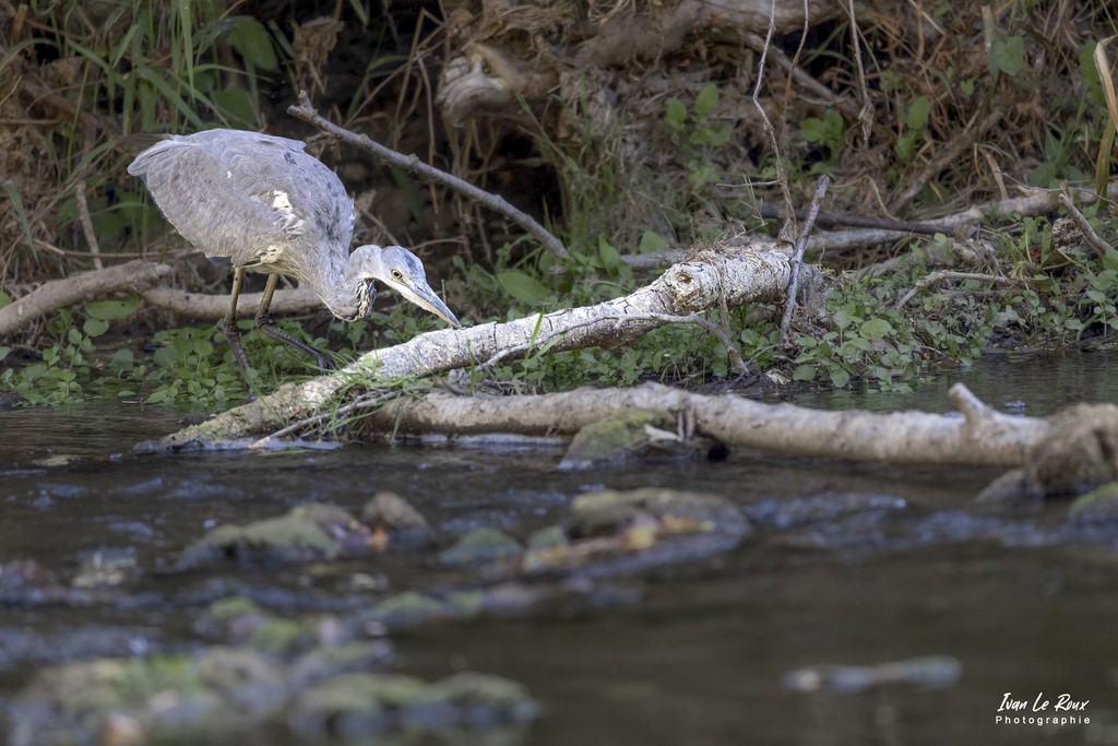 Le Héron Cendré à l'affût d'une proie - Romilly-la-Puthenaye (27) - 2022 - Canon EOS 5D Mark IV, Sigma 500 mm F/4 OS HSM SPORTS 500 mm, 1/1000s, f/4 ISO 1600  Priorité Ouverture​ Photographe animalier Ivan Le Roux Eure Normandie