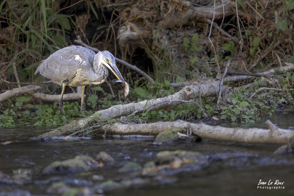 Le Héron Cendré attrape un poisson par la queue - Romilly-la-Puthenaye (27) - 2022 - Canon EOS 5D Mark IV, Sigma 500 mm F/4 OS HSM SPORTS 500 mm, 1/1000s, f/4 ISO 1600  Priorité Ouverture​ ivan Le Roux photographie animalière Normandie Eure