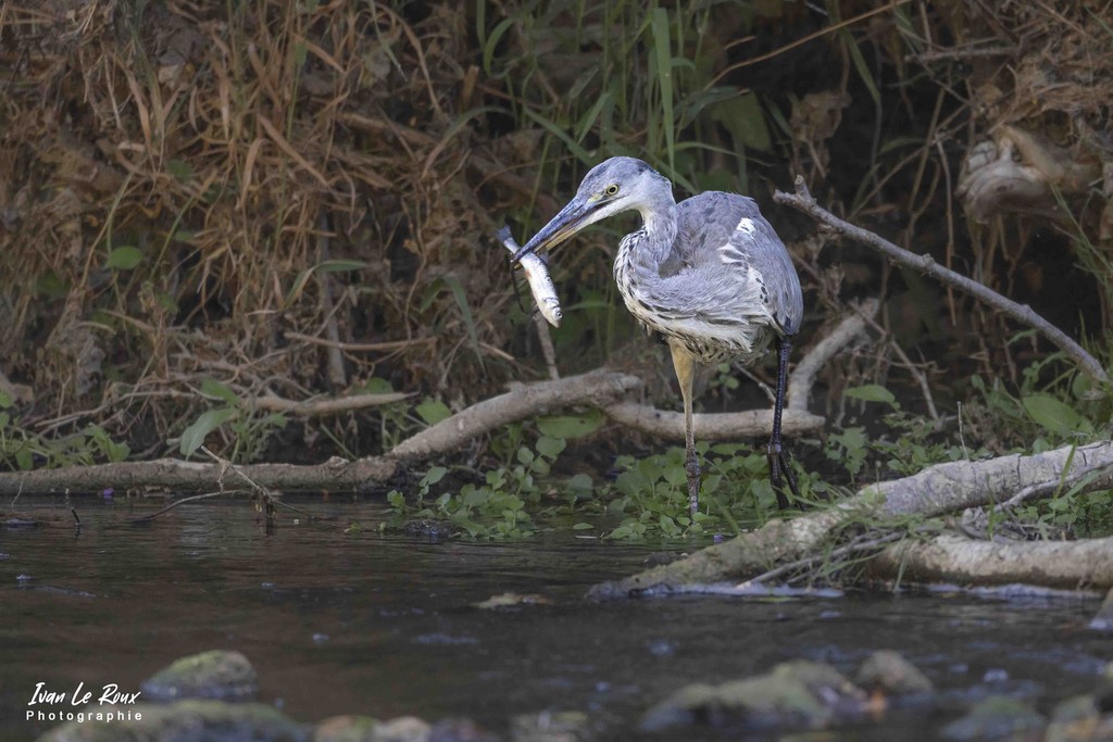Le Héron Cendré avec son poisson dans le bec - Romilly-la-Puthenaye (27) - 2022 - Canon EOS 5D Mark IV, Sigma 500 mm F/4 OS HSM SPORTS 500 mm, 1/1000s, f/4 ISO 1600  Priorité Ouverture​ ivan Le Roux photographie animalière Ivan Le Roux