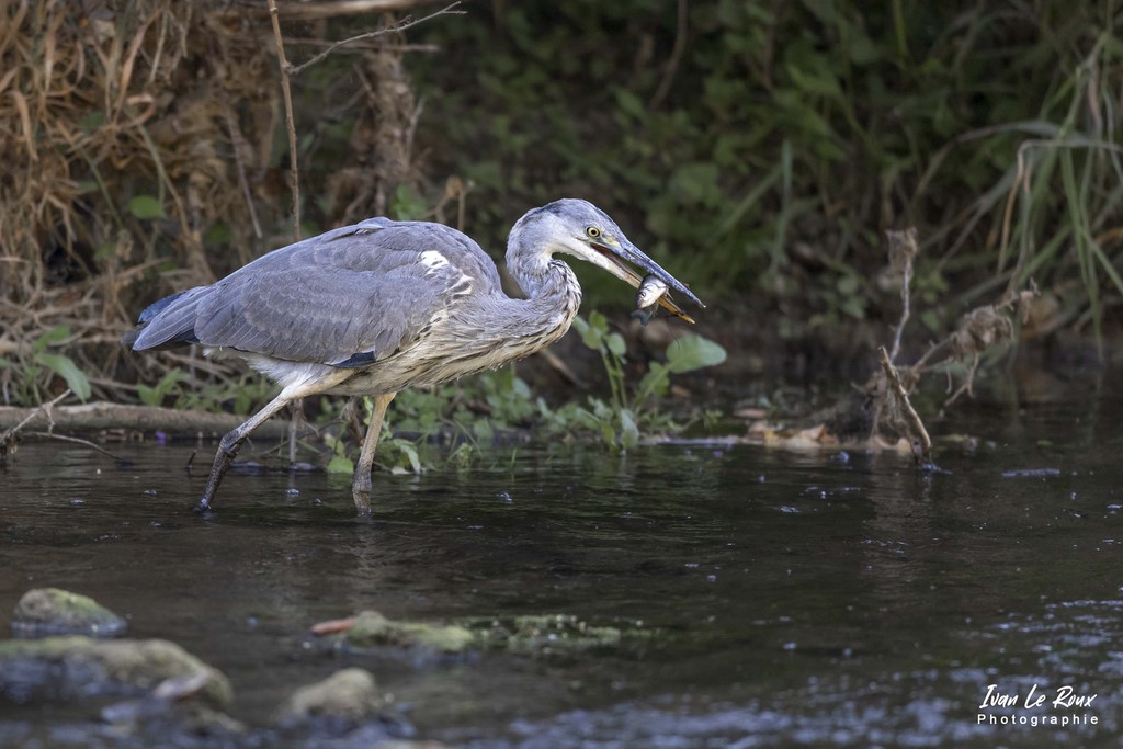 Le Héron Cendré avec son poisson - Romilly-la-Puthenaye (27) - 2022 - Canon EOS 5D Mark IV, Sigma 500 mm F/4 OS HSM SPORTS 500 mm, 1/1000s, f/4 ISO 1600  Priorité Ouverture Photographie animalière de Ivan Le Roux Normandie Eure