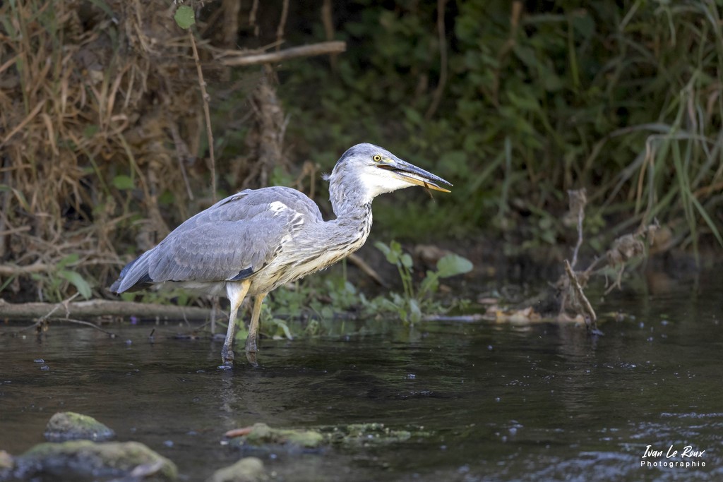 Le Héron Cendré avale son poisson - Romilly-la-Puthenaye (27) - 2022 - Canon EOS 5D Mark IV, Sigma 500 mm F/4 OS HSM SPORTS 500 mm, 1/1000s, f/4 ISO 1600  Priorité Ouverture photo animalière Ivan Le Roux Normandie Eure