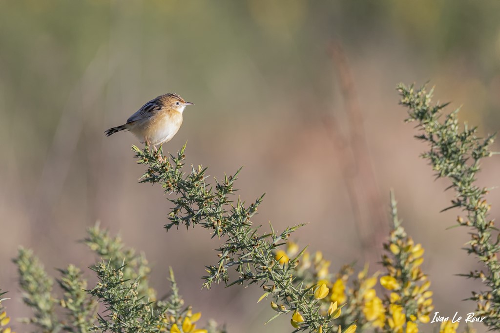 Cisticole des Joncs