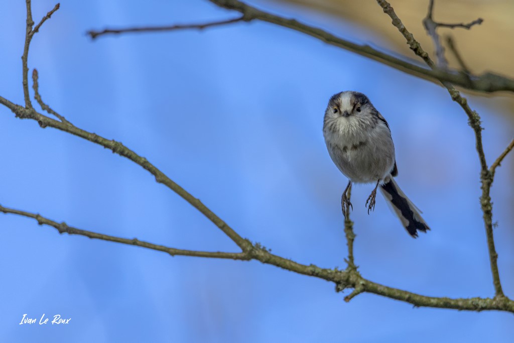 La Mésange à Longue Queue
