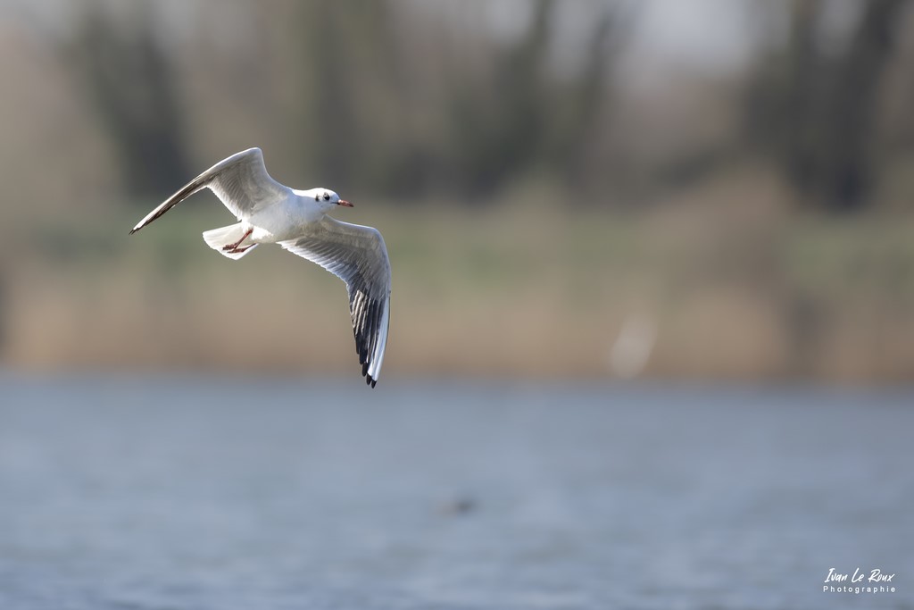 Mouette Rieuse - 2022 - Grand Lavier Ivan Le Roux