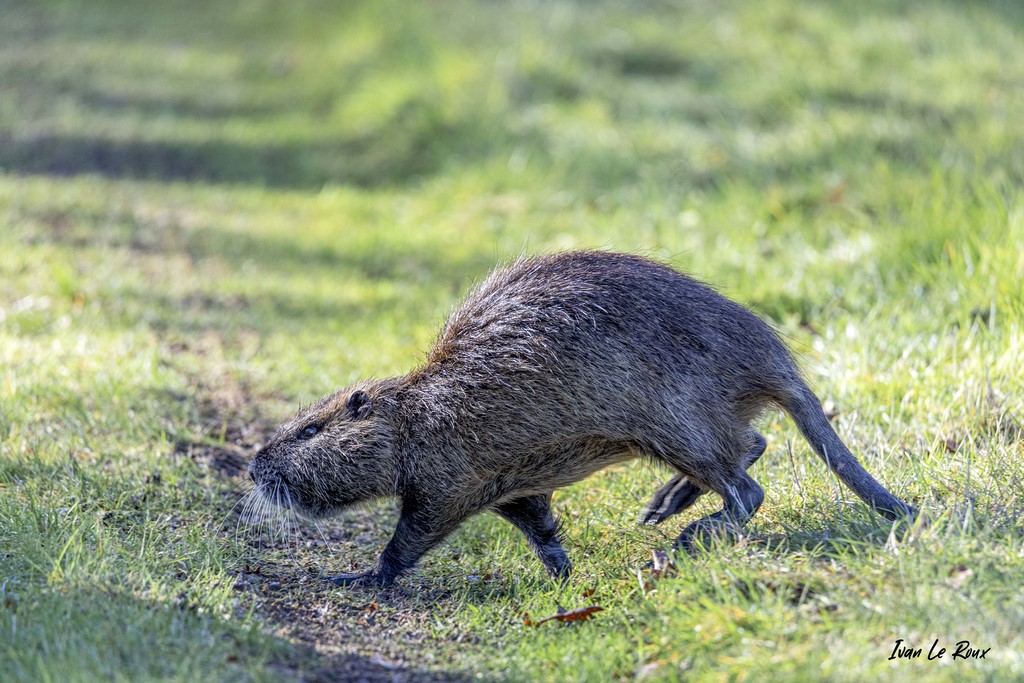 La traversée du Ragondin