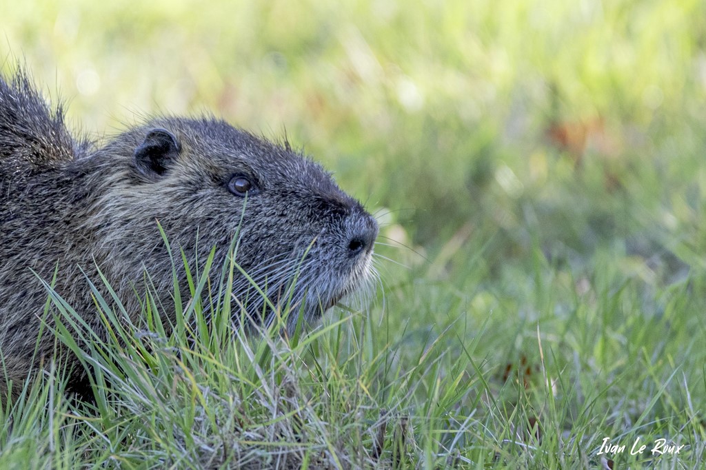 Gros plan sur le Ragondin dans l'Herbe - 2020