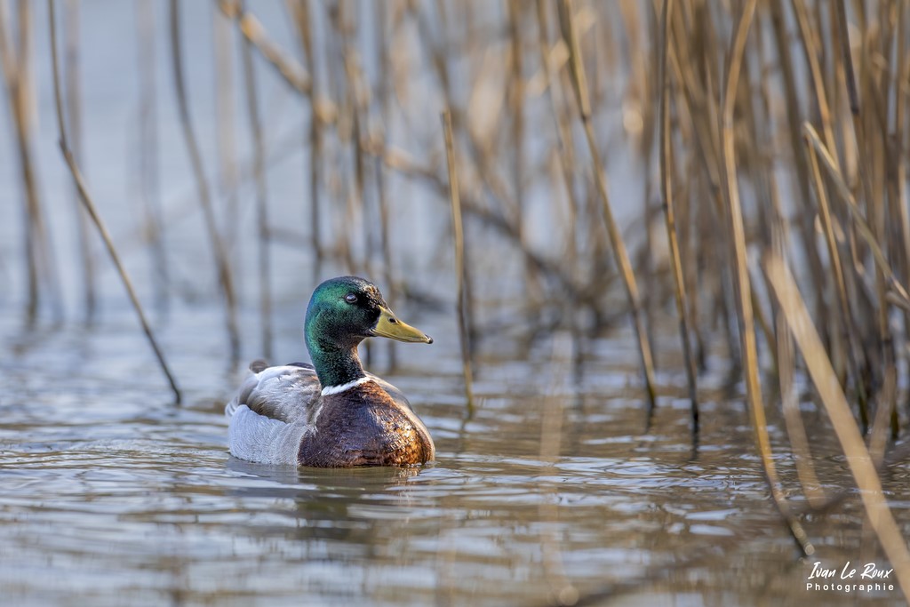 Monsieur "Colvert" dans les roseaux - 2022 Grand Lavier 