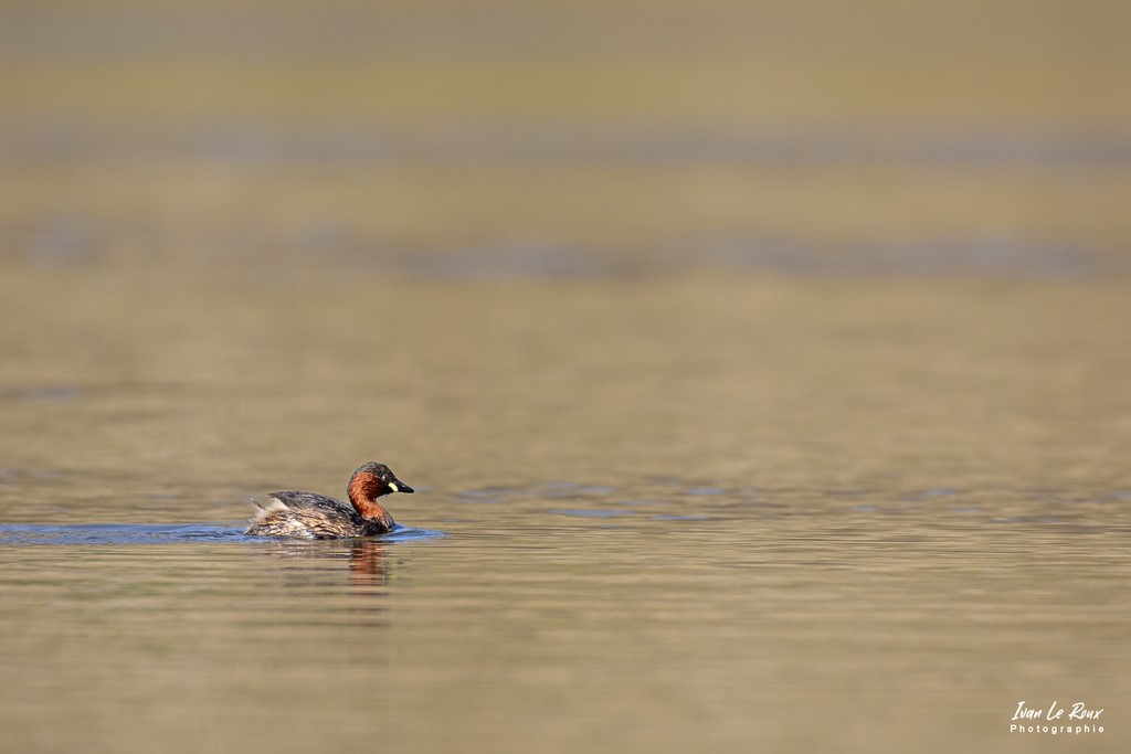 Le Grèbe Castagneux - Le Grand Laviers (80) - 2022 Ivan Le Roux