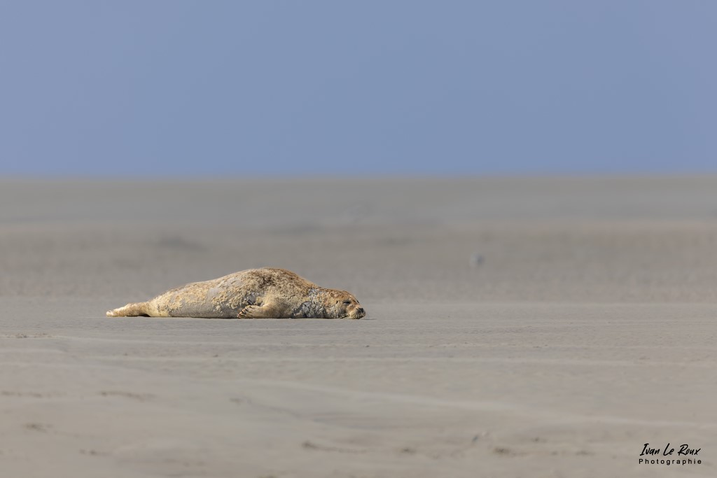 Grosse fatigue ! - Phoque Veau Marin  - Baie d'Authie (62)  - 2022 - Canon EOS 5D Mark IV, Sigma 500 mm F/4 OS HSM SPORTS 500 mm, 1/1600s, f/4 ISO 100  Priorité Ouverture Photographe Ivan Le Roux Berck-sur-Mer 