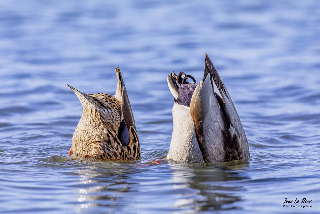 Danse des canards (Natation synchronisée) - 2022