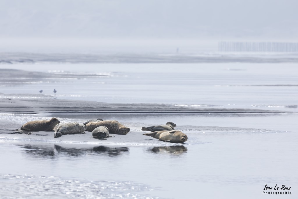 Phoques Veaux Marins  - Baie d'Authie (62)  - 2022 - Canon EOS 5D Mark IV, Sigma 500 mm F/4 OS HSM SPORTS 500 mm, 1/400s, f/10 ISO 100  Priorité Ouverture photo animalière Ivan Le Roux berck-sur-Mer