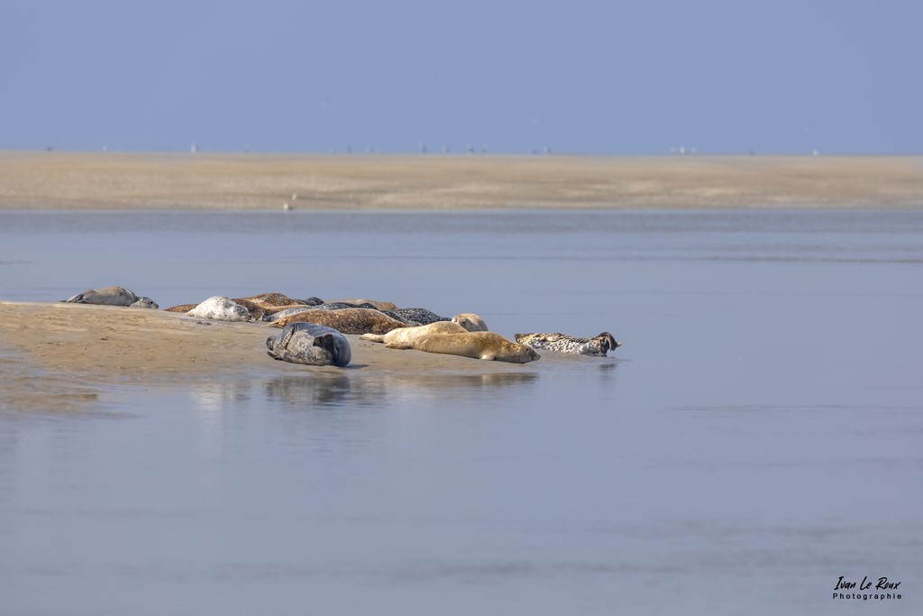 Phoques Veaux Marins  - Baie d'Authie (62)  - 2022 - Canon EOS 5D Mark IV, Sigma 500 mm F/4 OS HSM SPORTS 500 mm, 1/500s, f/7.1 ISO 100  Priorité Ouverture Photo de Ivan Le Roux berck sur mer