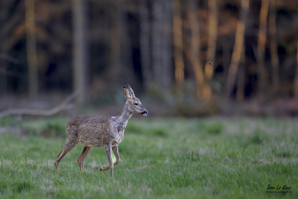 Rencontre de la soirée avec un chevreuil- Romilly-la-Puthenaye (27) - 2022