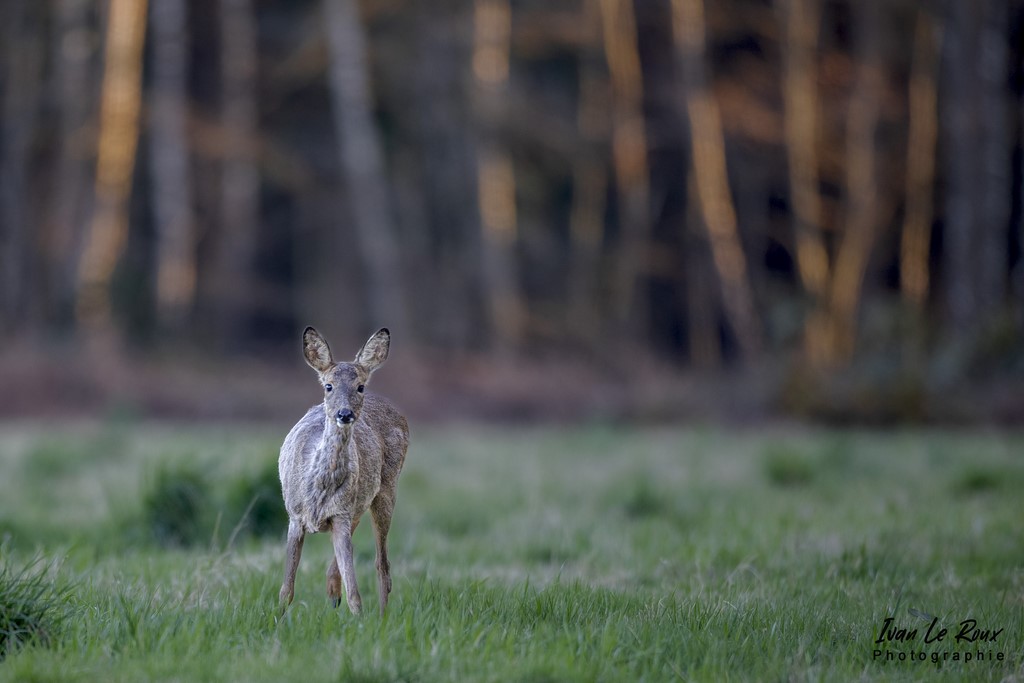 La curiosité du Chevreuil Photo Ivan Le Roux - Romilly-la-Puthenaye (27) - 2022