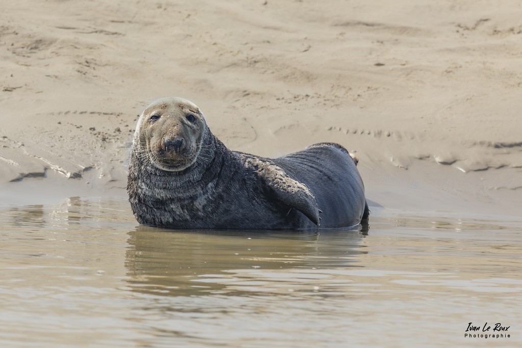 Phoque Gris  - Baie d'Authie (62)  - 2022 - Canon EOS 5D Mark IV, Sigma 500 mm F/4 OS HSM SPORTS 500 mm, 1/500s, f/6.3 ISO 100  Priorité Ouverture Photo animalière Ivan Le Roux Berck sur mer Pas de Calais