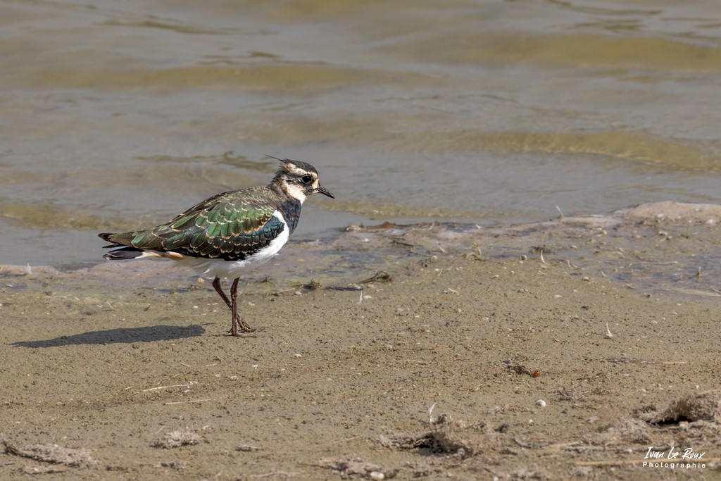 Le Vanneau Huppé en Baie de Somme (80) - 2022 - Canon EOS 5D Mark IV, Sigma 500 mm F/4 OS HSM SPORTS 500 mm, 1/250s, f/11 ISO 100  Priorité Ouverture​ Ivan Le ROux Photographe animalier 