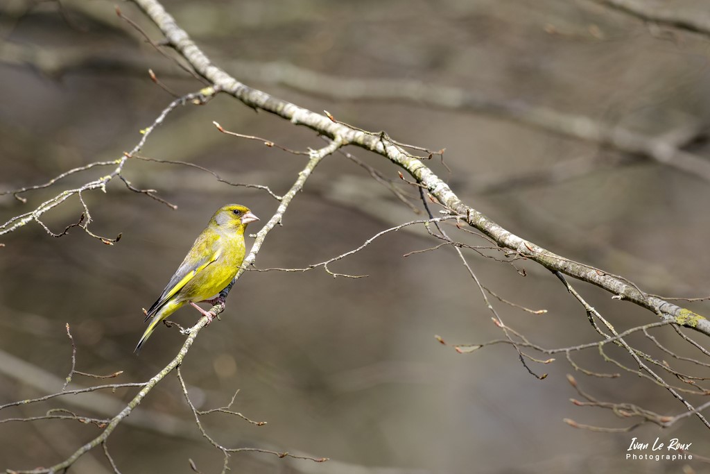 "Les Oiseaux du Jardin" - Verdier d'Europe - Romily-la-Puthenaye (27) - 2022 - Ivan Le Roux