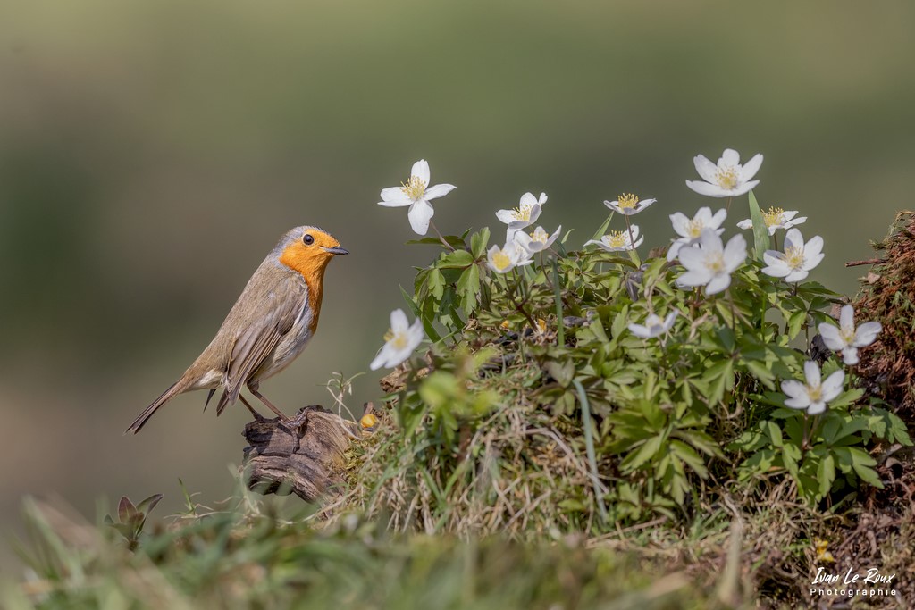 "Les Oiseaux du Jardin" - Rouge-Gorge - Romily-la-Puthenaye (27) - 2022 European Robin