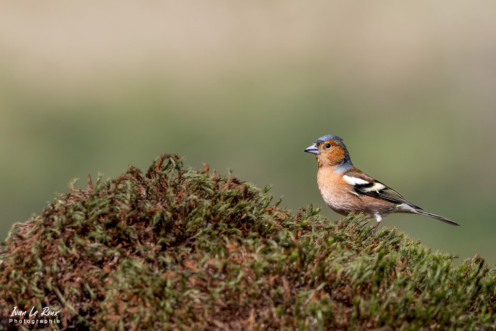 "Les Oiseaux du Jardin" - Pinson des Arbres - Romily-la-Puthenaye (27) - 2022 - Ivan Le Roux Photos