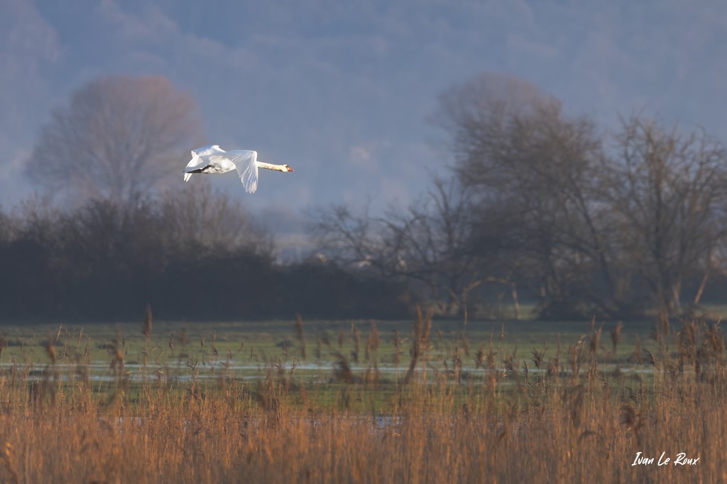 Cygne en vol au dessus du Marais de l'Estuaire de la Seine