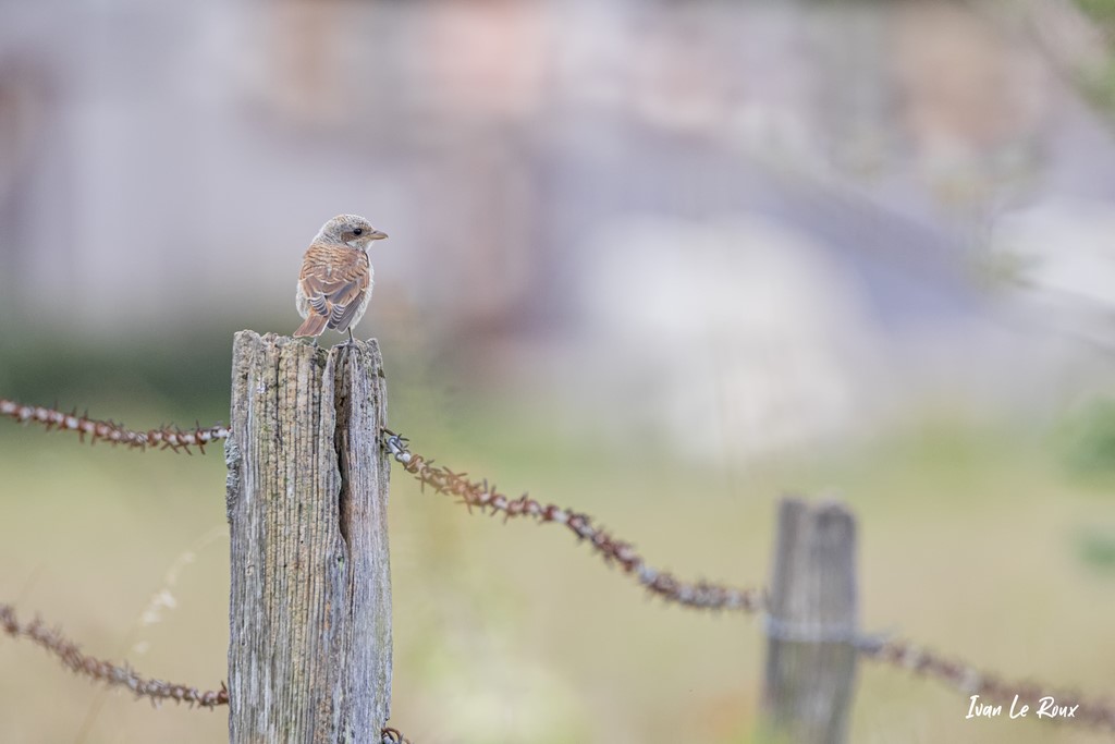 Pie Grièche Ecorcheur femelle - Romilly-La-Puthenaye (27)  -  2021 - Photo Ivan Le Roux