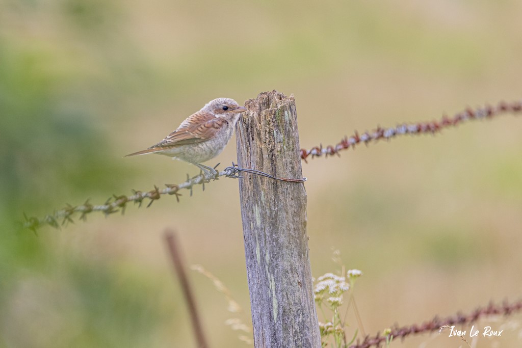 Pie Grièche Ecorcheur femelle - Romilly-La-Puthenaye (27)  -  2021