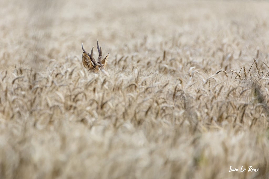 Chevreuil L'art du camouflage