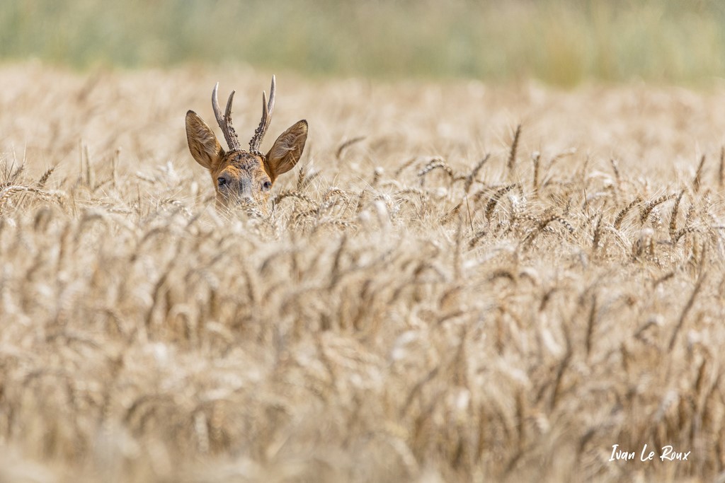 Chevreuil au milieu des Epis - Romilly-la-Puthenaye (27) - 2021