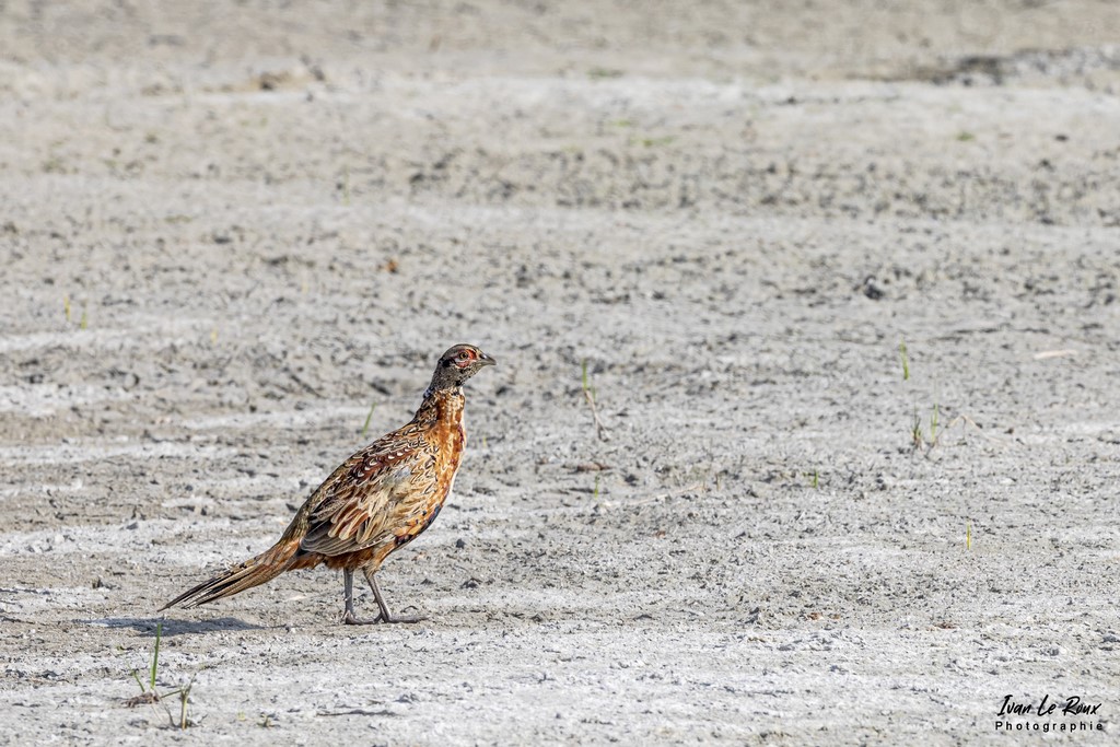 Parc du Marquenterre - Faisan Colchique Juvénile  - 2022 - Canon EOS 5D Mark IV, Sigma 500 mm F/4 OS HSM SPORTS, 500 mm, 1/800s, f/11 ISO 500  Priorité Ouverture ivan Le Roux Photographe animalier