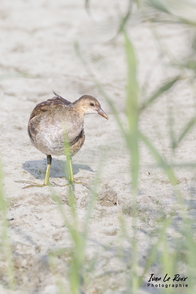 Parc du Marquenterre - Poule d'Eau juvénilz  - 2022 - Canon EOS 5D Mark IV, Sigma 500 mm F/4 OS HSM SPORTS, 500 mm, 1/1600s, f/6.3 ISO 500  Priorité Ouverture Ivan Le Roux Photos animalières Baie de somme
