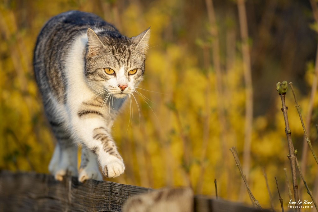 Le Chat Charlie devant les forsythias... - Romilly-la-Puthenaye (27) - 2022