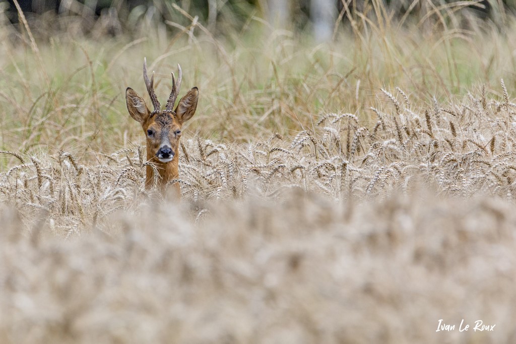 Clin d'oeil du Chevreuil - Romilly-la-Puthenaye (27) - 2021 - photo Ivan Le Roux