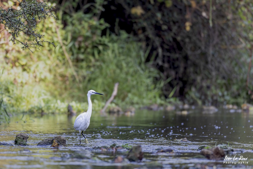 Aigrette Garzette dans la Risle - Romilly-la-Puthenaye (27) - 2022 - Canon EOS 5D Mark IV, Sigma 500 mm F/4 OS HSM SPORTS 500 mm, 1/640s, f/4 ISO 800  Priorité Ouverture​ ivan Le Roux Photographe animalier Normandie Eure