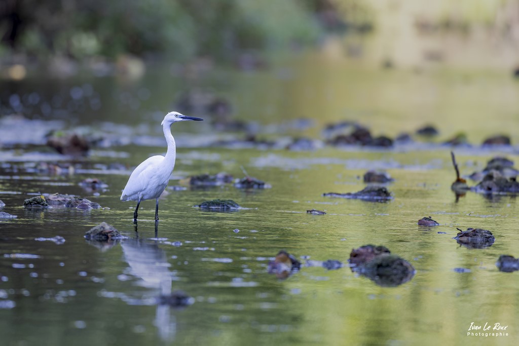 Aigrette Garzette dans la Risle - Romilly-la-Puthenaye (27) - 2022 - Canon EOS 5D Mark IV, Sigma 500 mm F/4 OS HSM SPORTS 500 mm, 1/800s, f/4 ISO 800  Priorité Ouverture​ Ivan Le Roux Photo animalière Normandie Eure