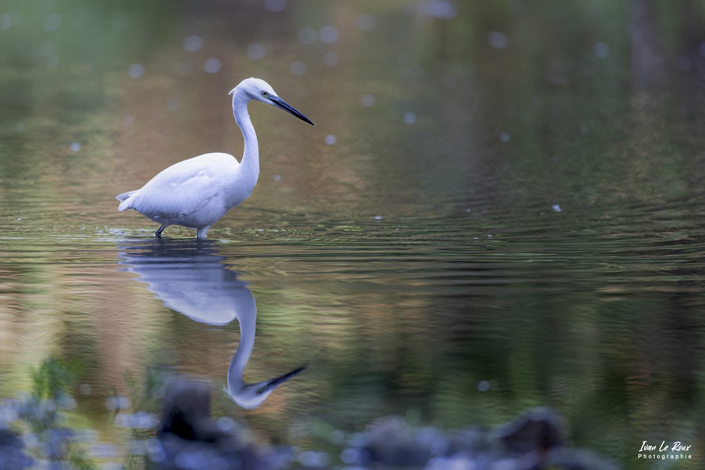 Aigrette Garzette dans la Risle - Romilly-la-Puthenaye (27) - 2022 - Canon EOS 5D Mark IV, Sigma 500 mm F/4 OS HSM SPORTS 500 mm, 1/500s, f/4 ISO 800  Priorité Ouverture​ Ivan Le Roux Photographe Normand animalier Eure 