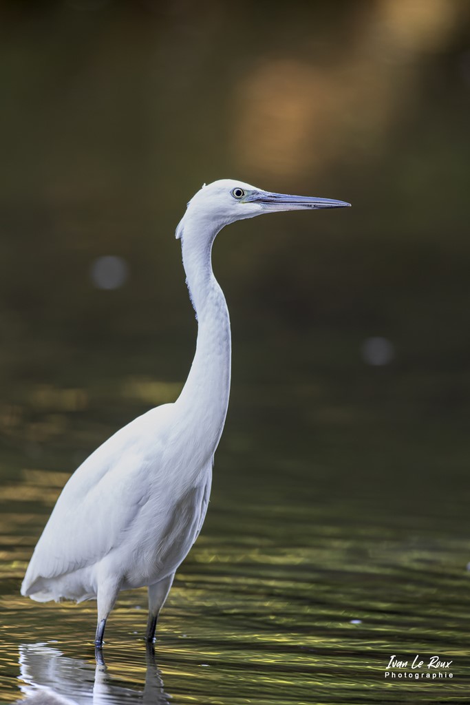 Couleurs Matinales  avec une Aigrette Garzette dans la Risle - Romilly-la-Puthenaye (27) - 2022 - Canon EOS 5D Mark IV, Sigma 500 mm F/4 OS HSM SPORTS 500 mm, 1/200s, f/4 ISO 800  Priorité Ouverture​ Photographe animalier ornithologie Ivan Le Roux Normandie Eure