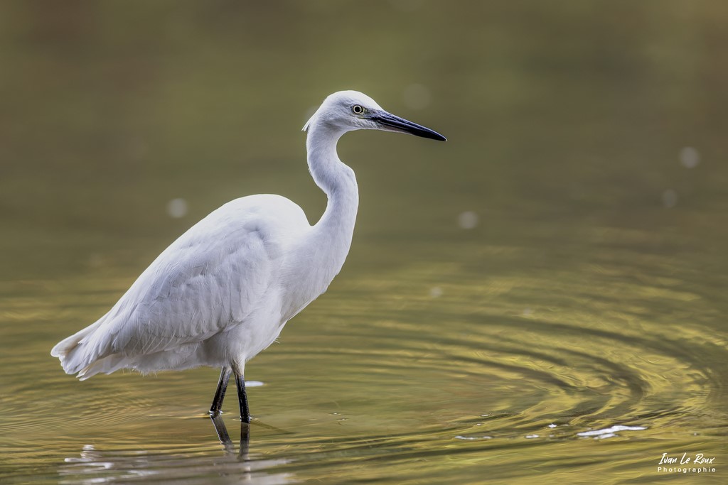 Aigrette Garzette fait des ronds dans l'eau - Romilly-la-Puthenaye (27) - 2022 - Canon EOS 5D Mark IV, Sigma 500 mm F/4 OS HSM SPORTS 500 mm, 1/400s, f/4 ISO 1600  Priorité Ouverture​ Ivan Le Roux Photo animalière