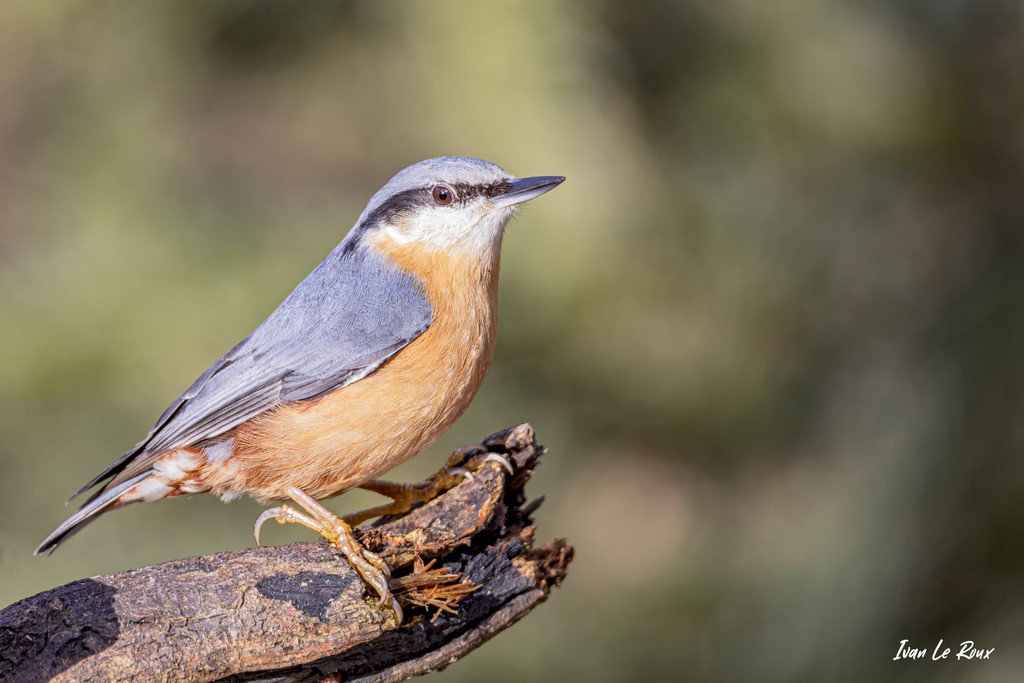 Sittelle Torchepot - 2021