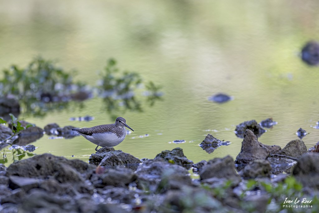 Chevalier Culblanc au bord de la Risle - Romilly-la-Puthenaye (27) - 2022 - Canon EOS 5D Mark IV, Sigma 500 mm F/4 OS HSM SPORTS 500 mm, 1/1250s, f/4 ISO 800  Priorité Ouverture​ ivan Le ROux Echassier photographe animalier