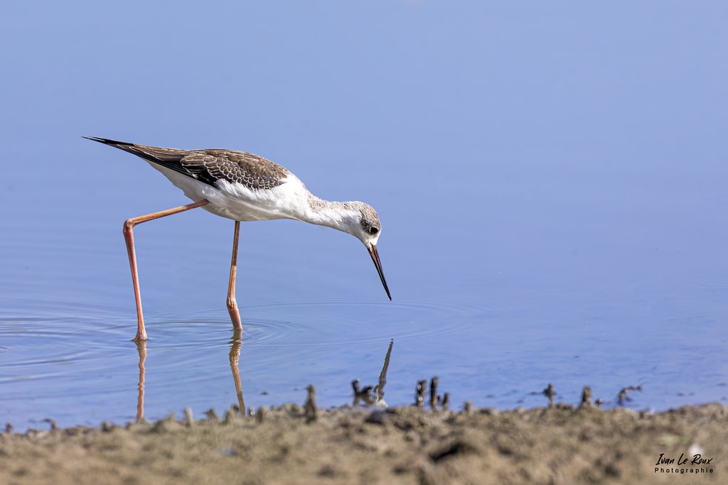 Echasse Blanche Juvénile - Baie de Somme (80) - 2022 - Canon EOS 5D Mark IV, Sigma 500 mm F/4 OS HSM SPORTS 500 mm + Extender TC-1401 x1.4, 700mm 1/4000s, f/5.6 ISO 800  Priorité Ouverture​ Photo animalière Grand Laviers Ivan Le Roux