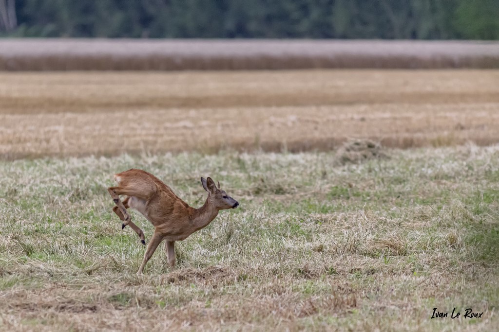 La course du Chevreuil - Romilly-la-Puthenaye (27) - 2021 - Ivan Le Roux - Normandie