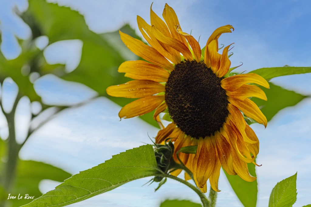 Tournesol - Romilly-la-Puthenaye (27) - 2021 - Photo Ivan Le Roux