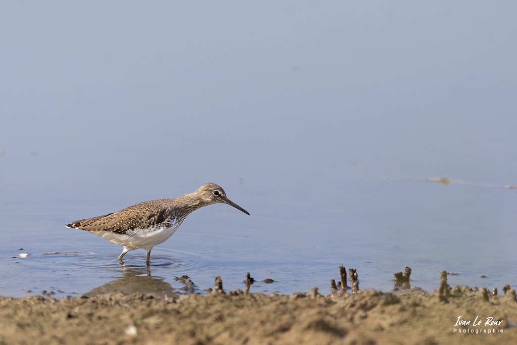 Chevalier CulBlanc - Baie de Somme (80) - 2022 - Canon EOS 5D Mark IV, Sigma 500 mm F/4 OS HSM SPORTS 500 mm + Extender TC-1401 x1.4, 700mm 1/4000s, f/5.6 ISO 800  Priorité Ouverture​ - Ivan Le Roux Photographe animalier Grand laviers
