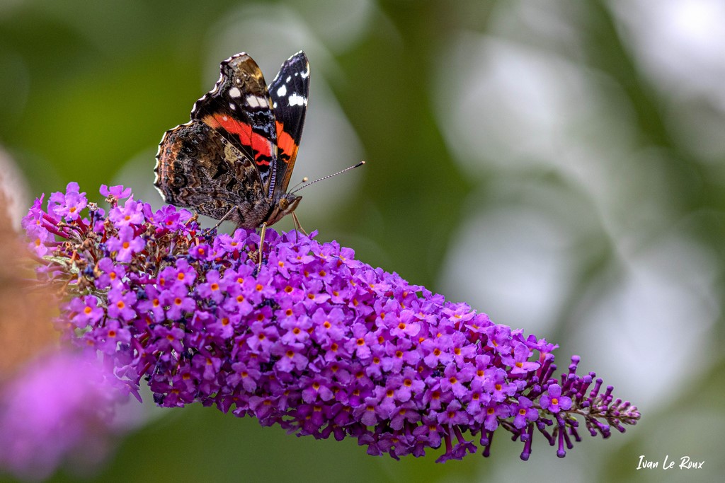  "Le Vulcain (Vanessa Atalanta)"  - Romilly-la-Puthenaye ( 27) - 2021