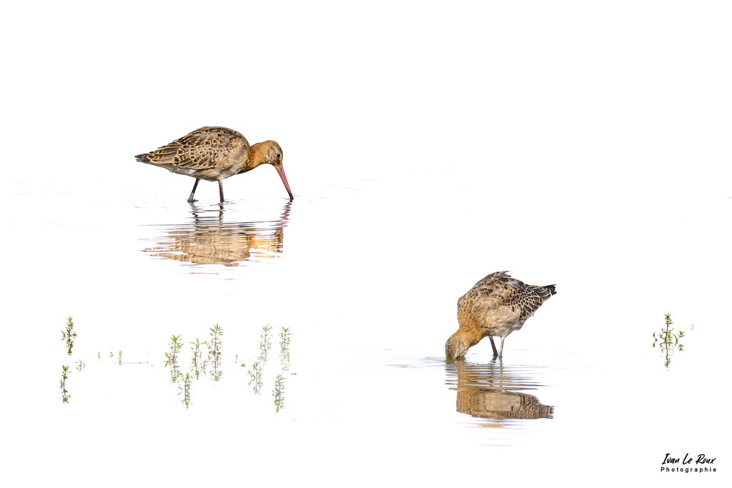 Barges à Queue Noire - Baie de Somme (80) - 2022 - Canon EOS 5D Mark IV, Sigma 500 mm F/4 OS HSM SPORTS 500 mm + Extender TC-1401 x1.4, 700mm 1/6400s, f/5.6 ISO 800  Priorité Ouverture​ photographe art animalier Grand Laviers
