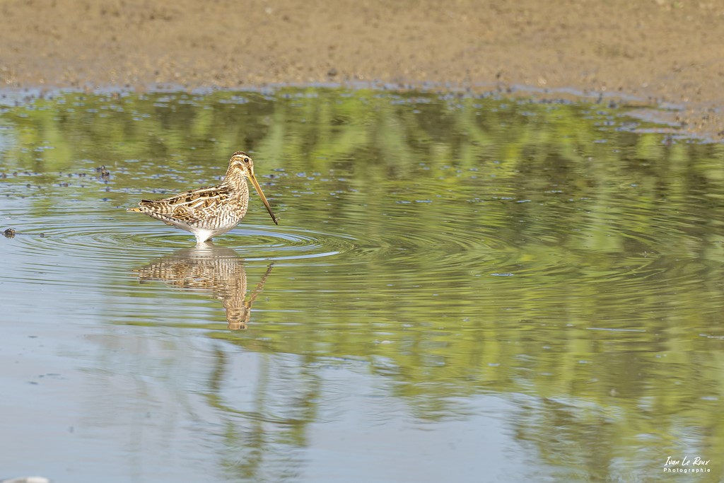 Bécassine des Marais - Baie de Somme (80) - 2022 - Canon EOS 5D Mark IV, Sigma 500 mm F/4 OS HSM SPORTS 500 mm + Extender TC-1401 x1.4, 700mm 1/800s, f/11 ISO 800  Priorité Ouverture​ - Grand Laviers Ivan Le Roux Photos Ornithologie