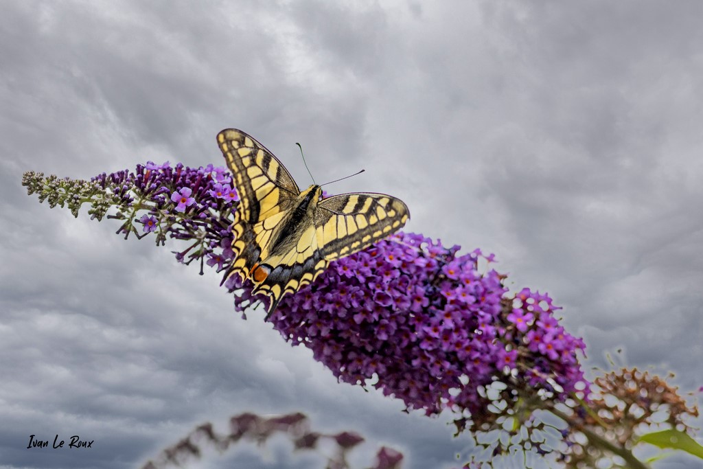 Papillon  "Le Machaon"  - Romilly-la-Puthenaye ( 27) - 2021