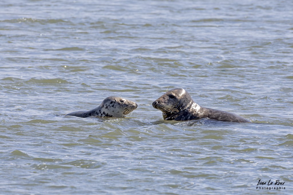 "Coup de foudre en Baie d'Authie" - Phoques Gris  - Baie d'Authie (62)  - 2022 - Canon EOS 5D Mark IV, Sigma 500 mm F/4 OS HSM SPORTS + Sigma TC-1401 Extender x 1.4, 700 mm, 1/2500s, f/9 ISO 800  Priorité Ouverture Ivan Le Roux Photographe animaux Berck sur mer