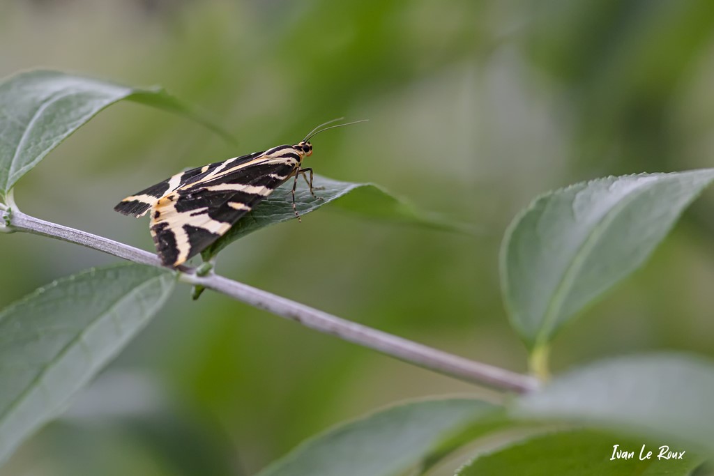 Papillons - "l'Ecaille Chinée"  - 2021