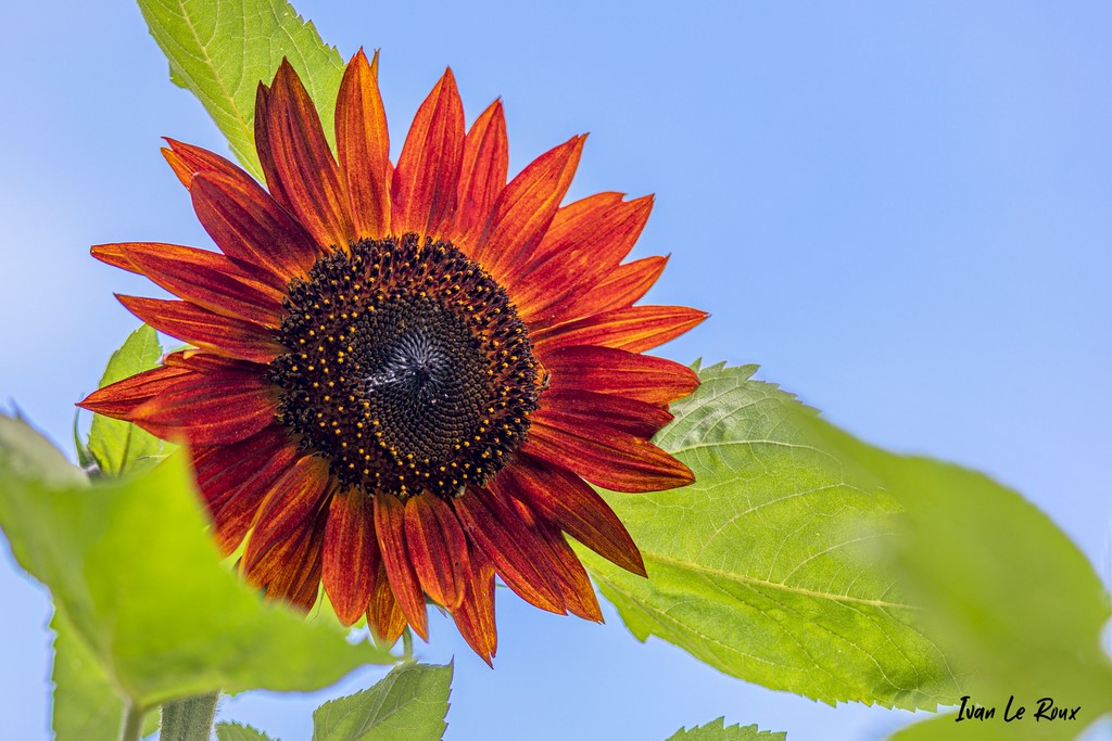 Tournesol Orange Rouge Photo ivan Le Roux